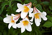 Lilium  Regale Regal Lily