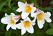 Lilium  Regale Regal Lily