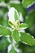 Lemon Balm Herb Melissa Officianalis