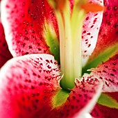 Lilium Stargazer Oriental Lily