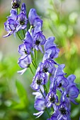 Aconitum Napellus Monkshood, Staffordshire