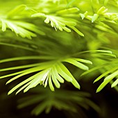 Metasequoia glyptostroboides Ogon GOLDRUSH