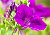 Petunia Grandiflora Purple