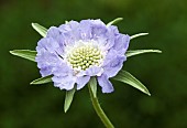 Scabiosa Caucasica Clive Greaves Scabious Pincushion