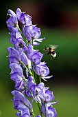 Aconitum Napellus Monkshood