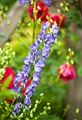 Aconitum Napellus Monkshood