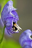 Aconitum Napellus Monkshood