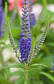 Veronica Longifolia  Blue Giant Speedwell