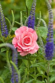 Rose, Rosa Tickled Pink