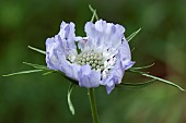 Perennial Scabiosa Caucasica Clive Greaves Pincushion