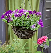 Petunia Grandiflora Purple