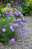 Scabiosa Double Blue Pincushion Flower