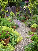 Summer Garden View, Lady`s Mantle, Scabious