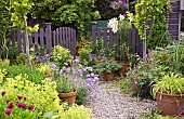 Summer Garden, Goliath Lily, Lilium Orania