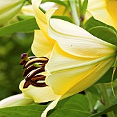 Lilium Oriana Goliath Lilies