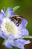 Scabiosa Caucasica Clive Greaves Scabious Pincushion