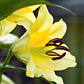 Lilium Oriana Goliath Lilies