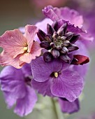 Erysimum Wall Flower Stars and Stripes