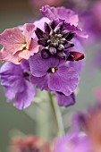 Erysimum Wall Flower Stars and Stripes