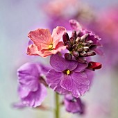 Erysimum Wall Flower Stars and Stripes Wallflower