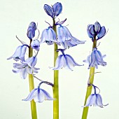 Hyacinthoides hispancia Excelsior bluebell