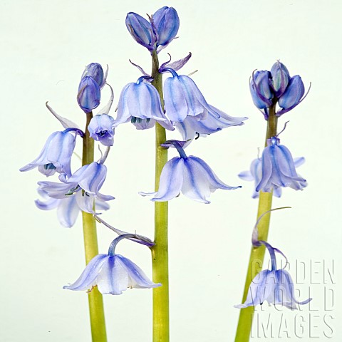 Hyacinthoides_hispancia_Excelsior_bluebell