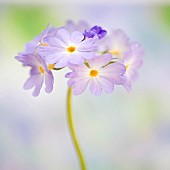 Drumstick Primula