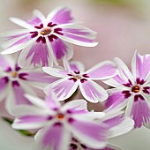 Phlox subulata Candy Stripe