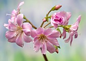 Lewisia cotyledon