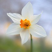 Daffodil Narcissus Elizabeth