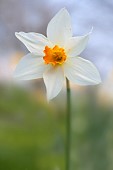 Daffodil Narcissus Elizabeth Ann
