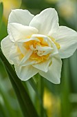 Double narcissi White Lion