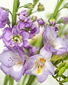 Close up Phlox double scented pale lilac and Freesia