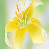 Erythronium Pagoda Plant