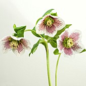 Helleborus Harvington Speckled