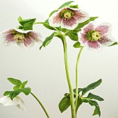 Helleborus Harvington Speckled