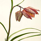 Fritillaria Meleagris