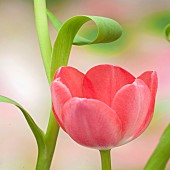 Close up  Petals of pink tulip