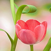 Close up  Petals of pink tulip