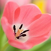 Close up Petals of Pink Tulip Tulipa