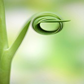 Attractive unfolding foliage of Tulip