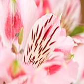 Alstroemeria Summer Rose Peruvian Lily