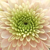 Semi abstract close up soft focus of Chrysanthemum