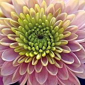 Semi abstract close up soft focus of Chrysanthemum