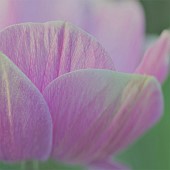 Close op Petals Tulip Tulipa