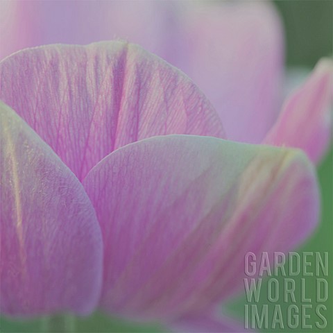 Close_op_Petals_Tulip_Tulipa
