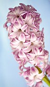 Hyacinthus Orientalis