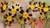 Primula vulgaris Primrose Royal Oak