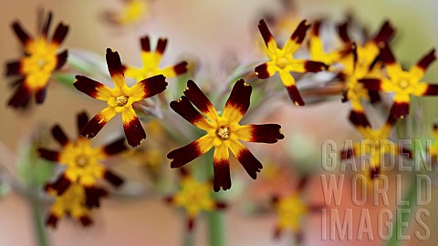 Primula_vulgaris_Primrose_Royal_Oak