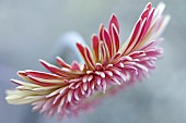 Floral semi abstract Gerbera flower